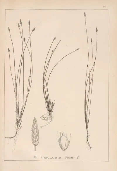 Herbier De La Flore Francaise Pl 1217
