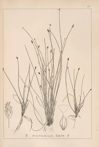 Herbier De La Flore Francaise Pl 1218