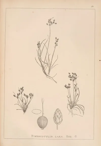 Herbier De La Flore Francaise Pl 1221