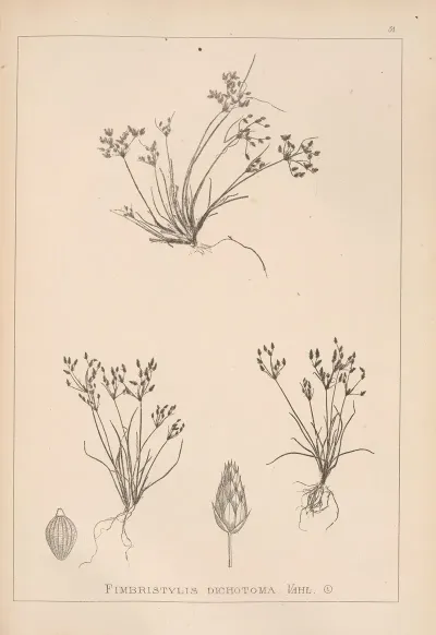 Herbier De La Flore Francaise Pl 1222