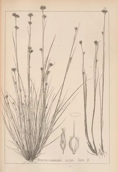 Herbier De La Flore Francaise Pl 1223