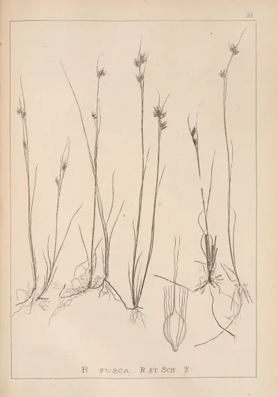 Herbier De La Flore Francaise Pl 1224