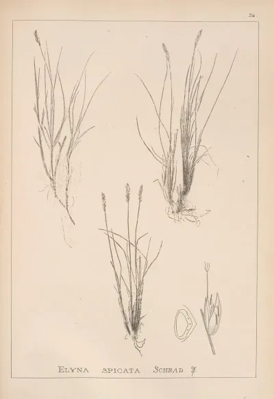 Herbier De La Flore Francaise Pl 1225