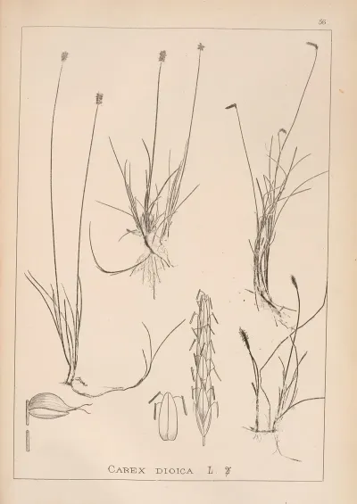 Herbier De La Flore Francaise Pl 1227