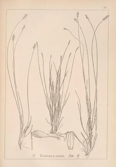 Herbier De La Flore Francaise Pl 1228