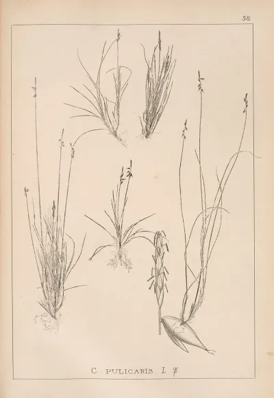 Herbier De La Flore Francaise Pl 1229