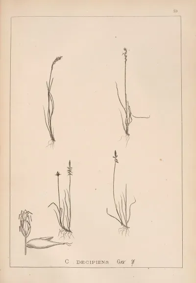 Herbier De La Flore Francaise Pl 1230