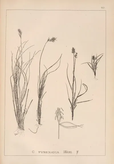 Herbier De La Flore Francaise Pl 1231