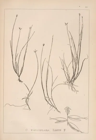 Herbier De La Flore Francaise Pl 1232