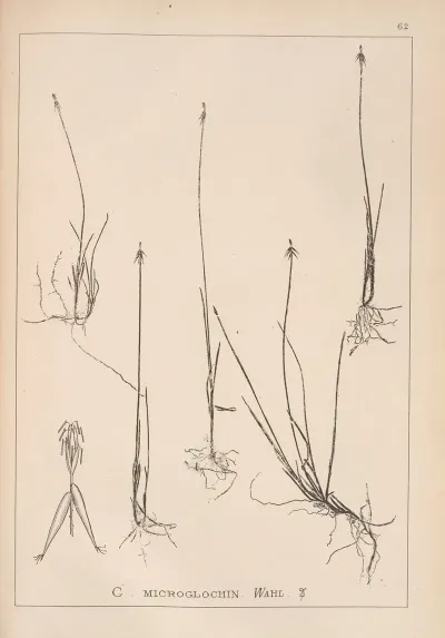Herbier De La Flore Francaise Pl 1233