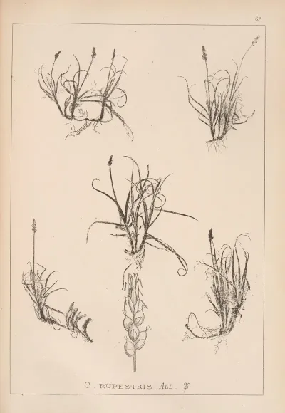 Herbier De La Flore Francaise Pl 1234