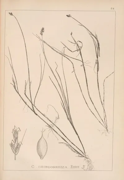 Herbier De La Flore Francaise Pl 1235