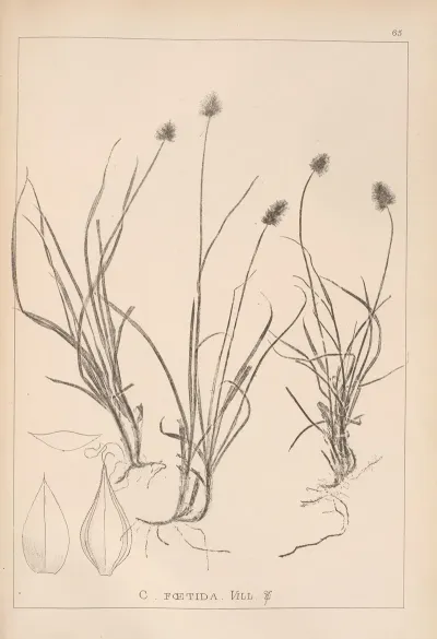 Herbier De La Flore Francaise Pl 1236