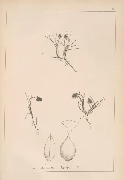 Herbier De La Flore Francaise Pl 1237