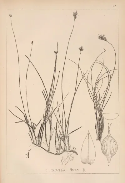 Herbier De La Flore Francaise Pl 1238