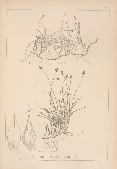 Herbier De La Flore Francaise Pl 1239