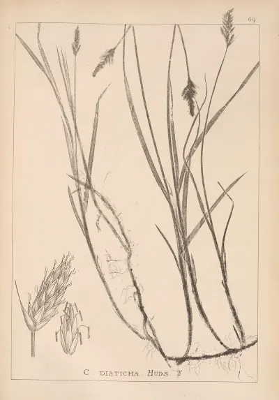 Herbier De La Flore Francaise Pl 1240