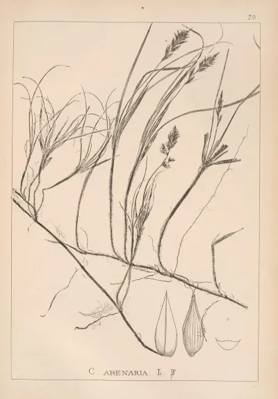 Herbier De La Flore Francaise Pl 1241
