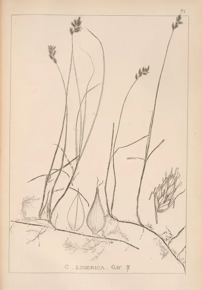 Herbier De La Flore Francaise Pl 1242