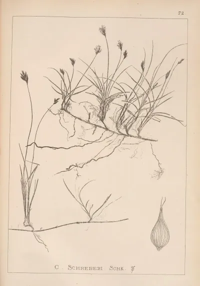 Herbier De La Flore Francaise Pl 1243