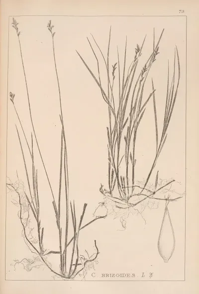 Herbier De La Flore Francaise Pl 1244
