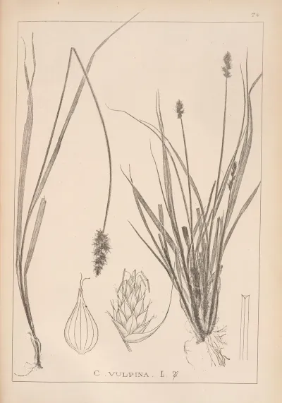 Herbier De La Flore Francaise Pl 1245