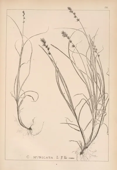 Herbier De La Flore Francaise Pl 1247