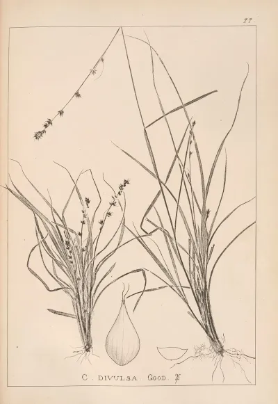 Herbier De La Flore Francaise Pl 1248