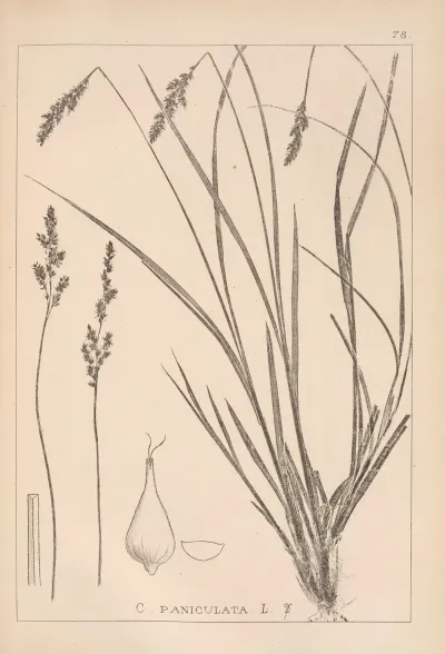 Herbier De La Flore Francaise Pl 1249