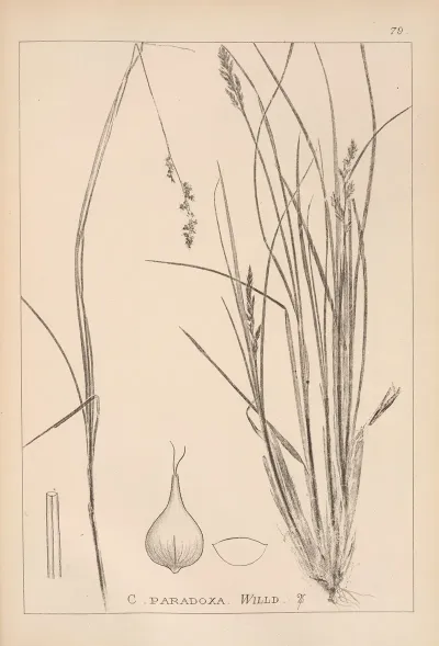 Herbier De La Flore Francaise Pl 1250