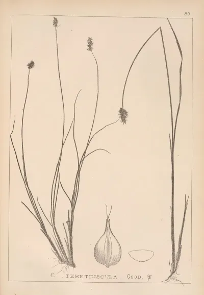 Herbier De La Flore Francaise Pl 1251