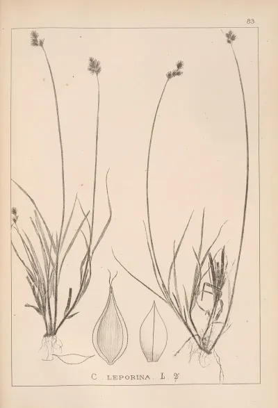 Herbier De La Flore Francaise Pl 1254