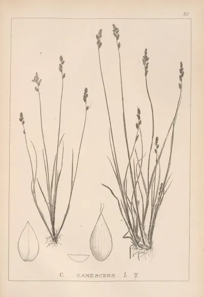 Herbier De La Flore Francaise Pl 1256