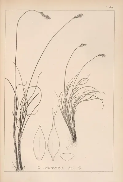 Herbier De La Flore Francaise Pl 1260