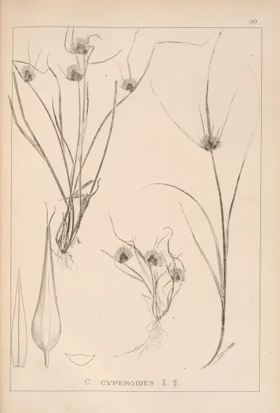Herbier De La Flore Francaise Pl 1261