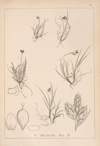 Herbier De La Flore Francaise Pl 1262