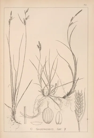 Herbier De La Flore Francaise Pl 1263
