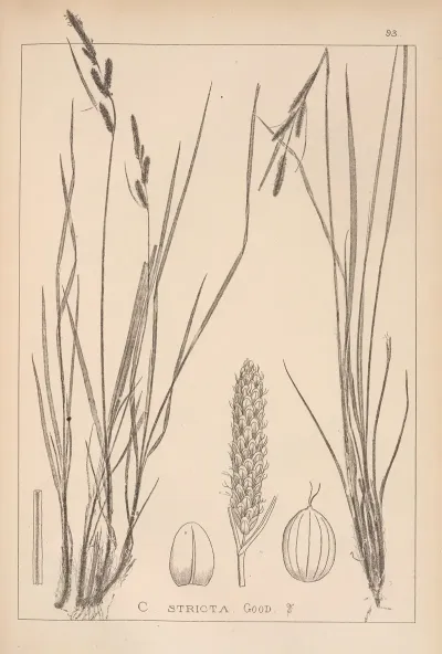 Herbier De La Flore Francaise Pl 1264