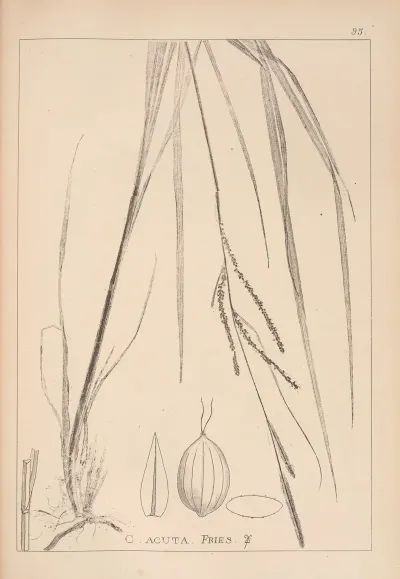Herbier De La Flore Francaise Pl 1266