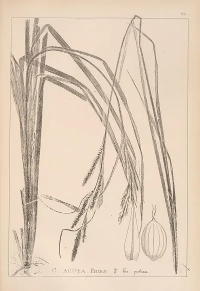 Herbier De La Flore Francaise Pl 1267