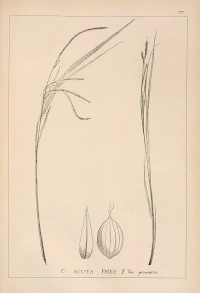 Herbier De La Flore Francaise Pl 1268