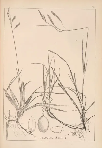 Herbier De La Flore Francaise Pl 1269