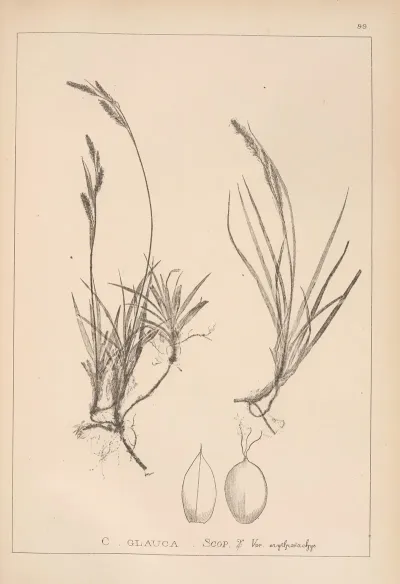 Herbier De La Flore Francaise Pl 1270
