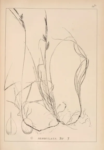 Herbier De La Flore Francaise Pl 1271