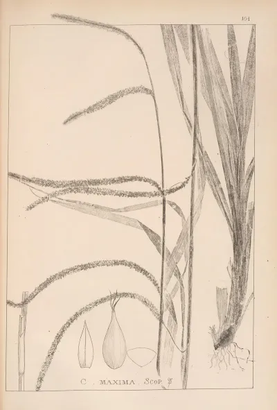 Herbier De La Flore Francaise Pl 1273