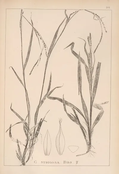 Herbier De La Flore Francaise Pl 1274