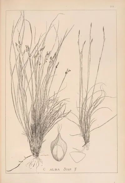 Herbier De La Flore Francaise Pl 1275