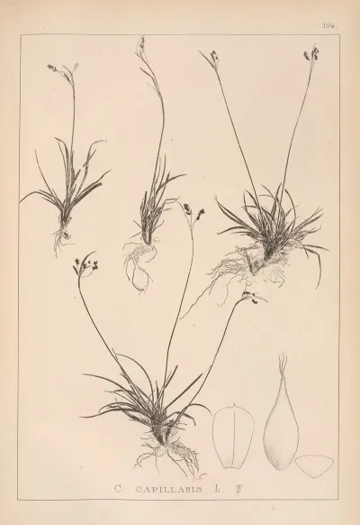 Herbier De La Flore Francaise Pl 1276