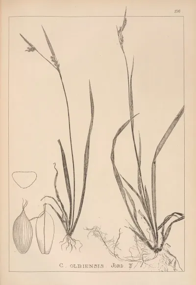 Herbier De La Flore Francaise Pl 1278