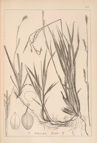 Herbier De La Flore Francaise Pl 1279
